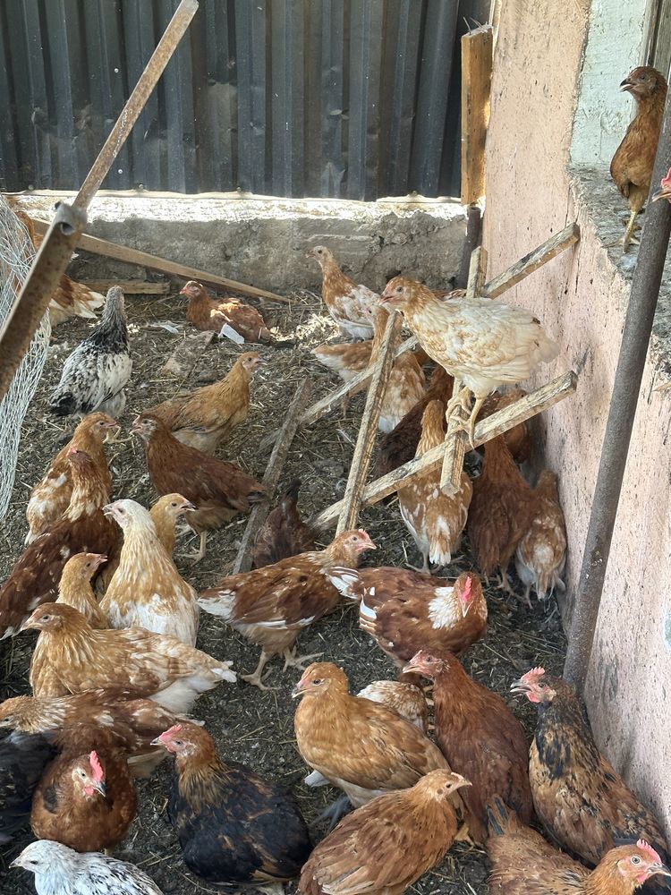 Продам цыплят. 3,5 месяца