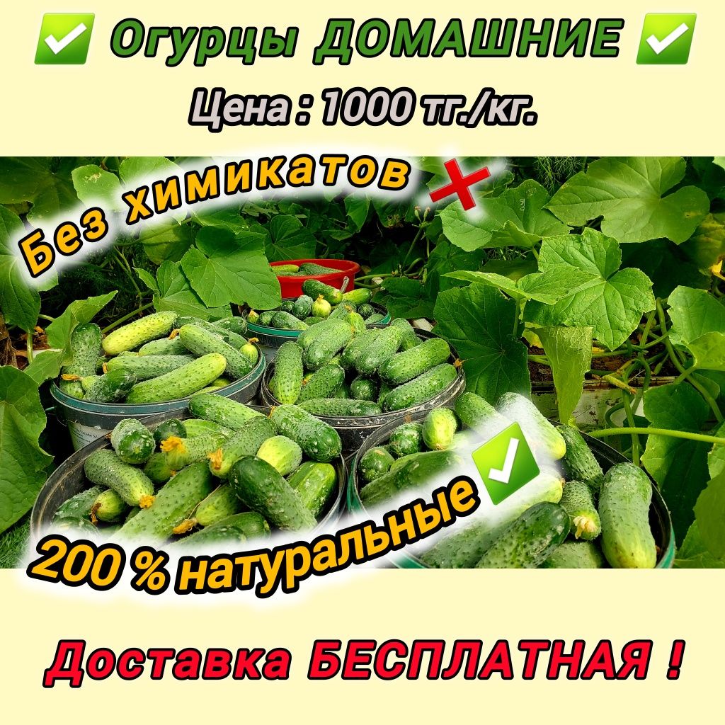 Огурцы  ДОМАШНИЕ солённые и свежие, без химии