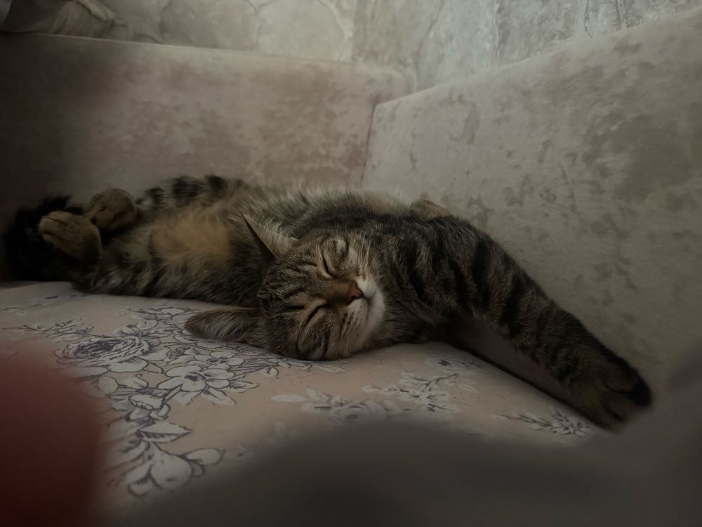 Отдам кошку даром