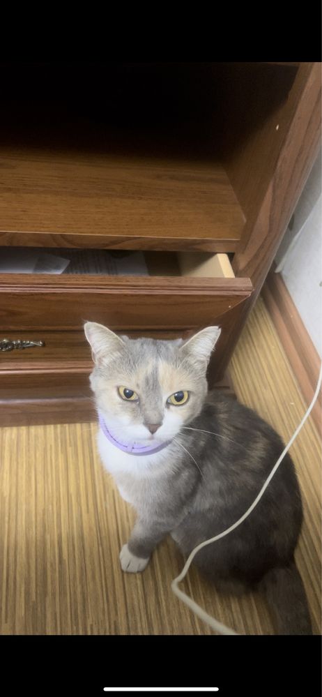 Отдам котенка в хорошие руки бесплатно