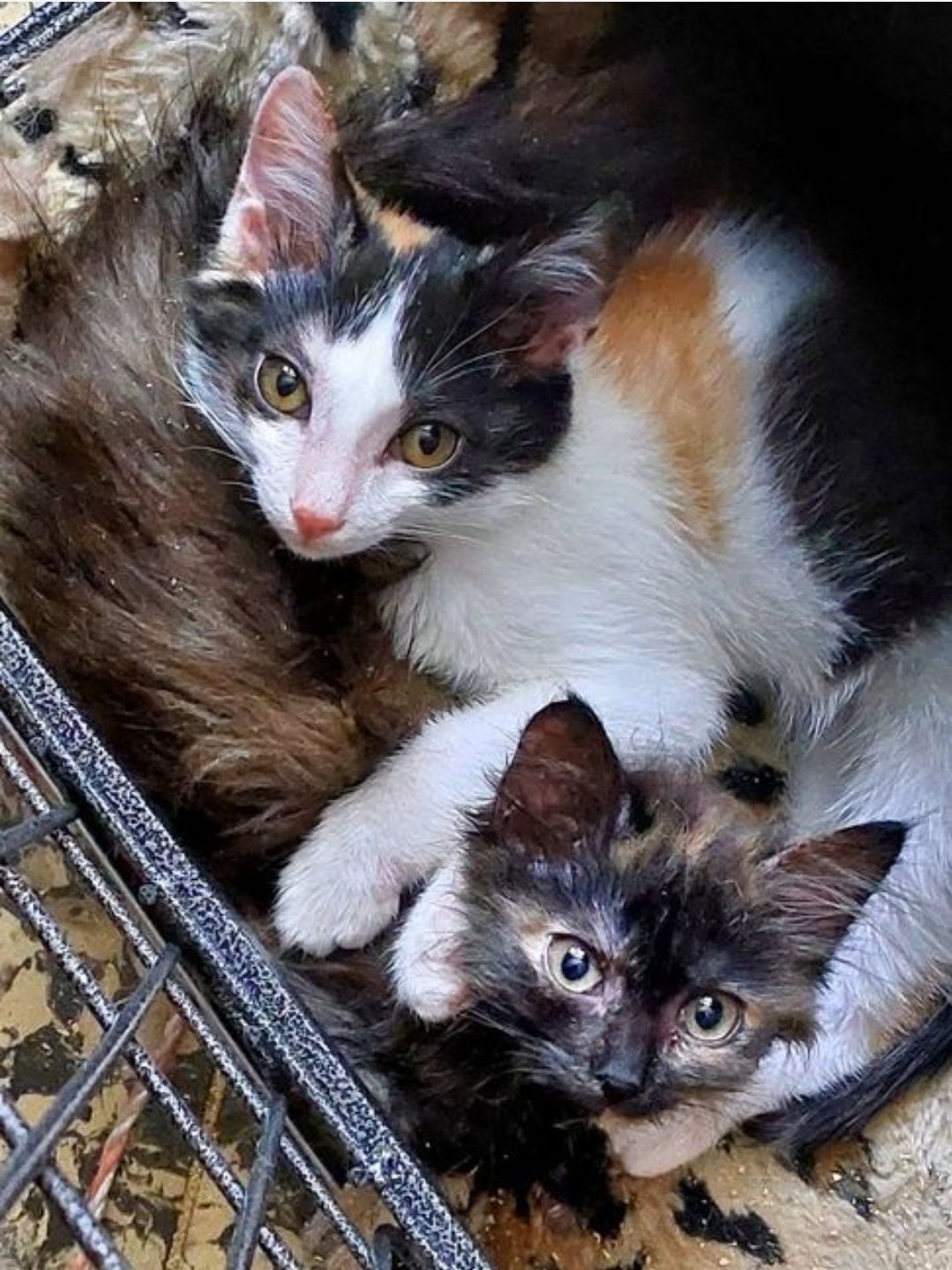 Отдам котенка в хорошие руки