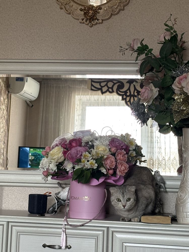 Кошка и котенок бесплатно