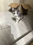 Котенок бесплатно