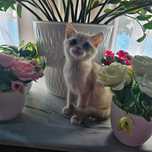Котята золотая шиншилла