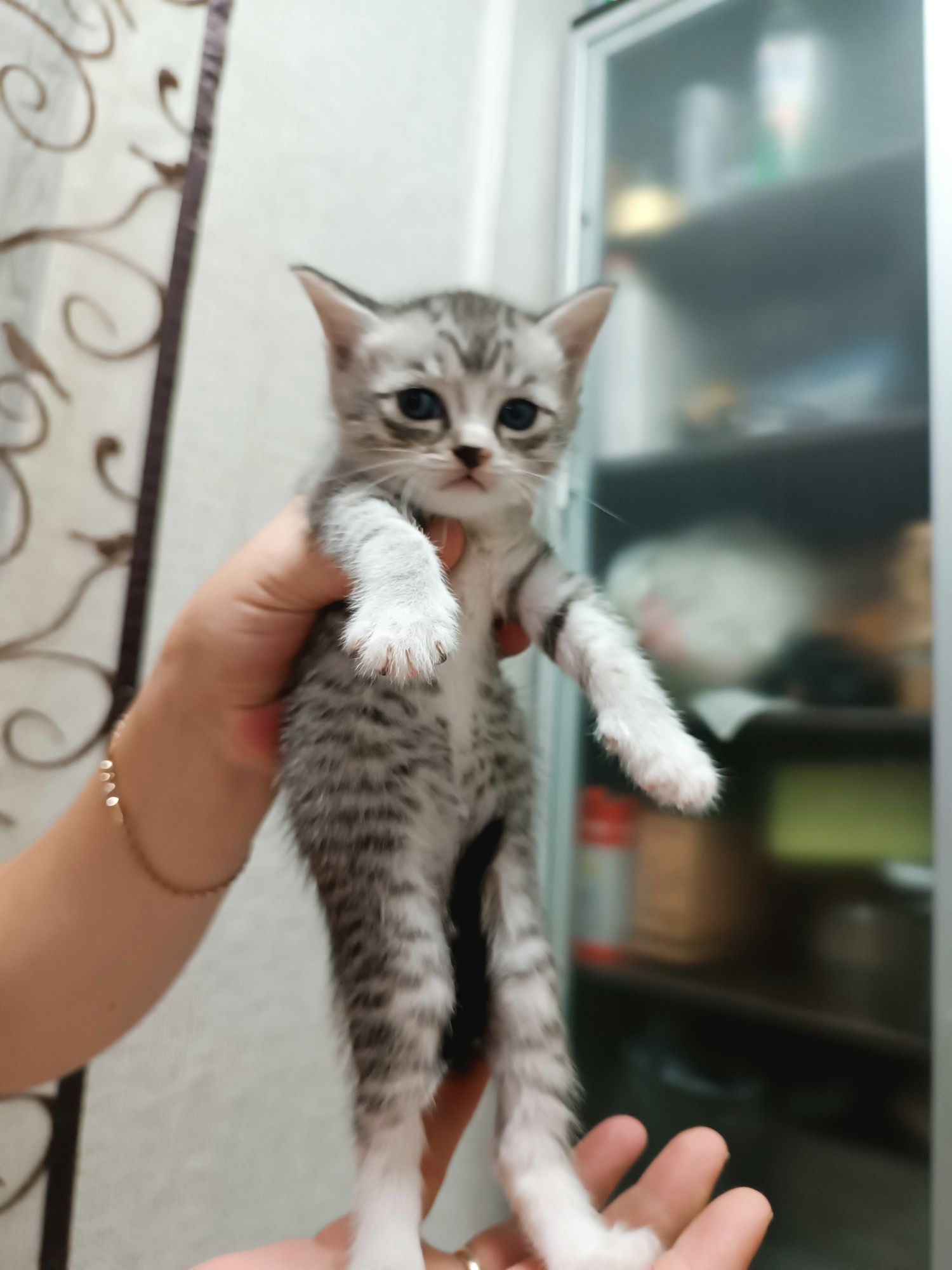 Продам котят британцев