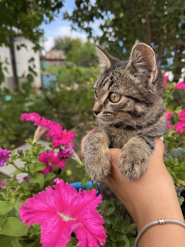 Котенок девочка мышеловка в хорошие руки