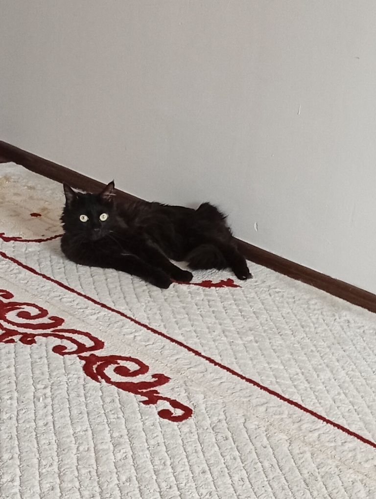 Отдам причина приезда на другой город