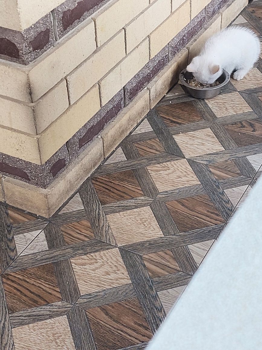 Котята,кошка   помесные домашние