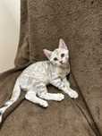 Бенгальский котенок