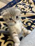 Шотландские вислоухие котята