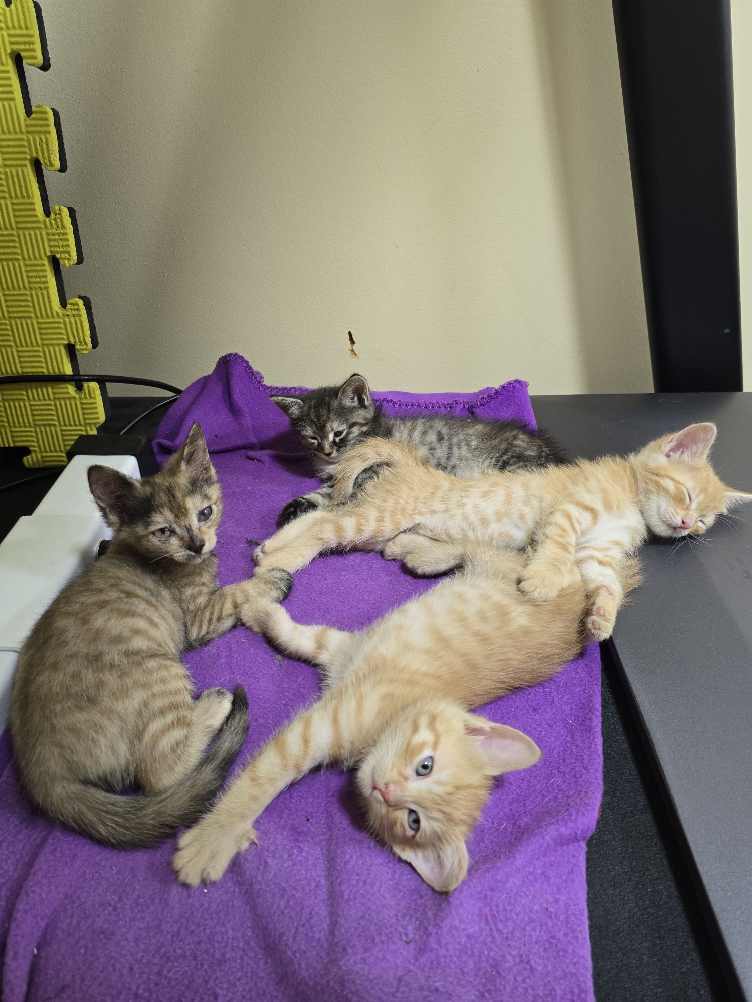 Отдаём котят в добрые ответственные руки