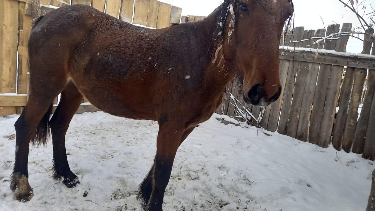 Продам лошадь байтал
