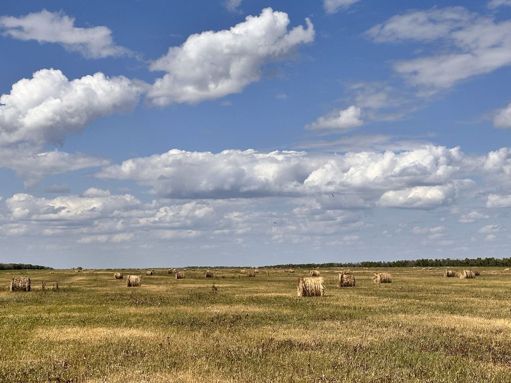 Сено, есть обмен на крс