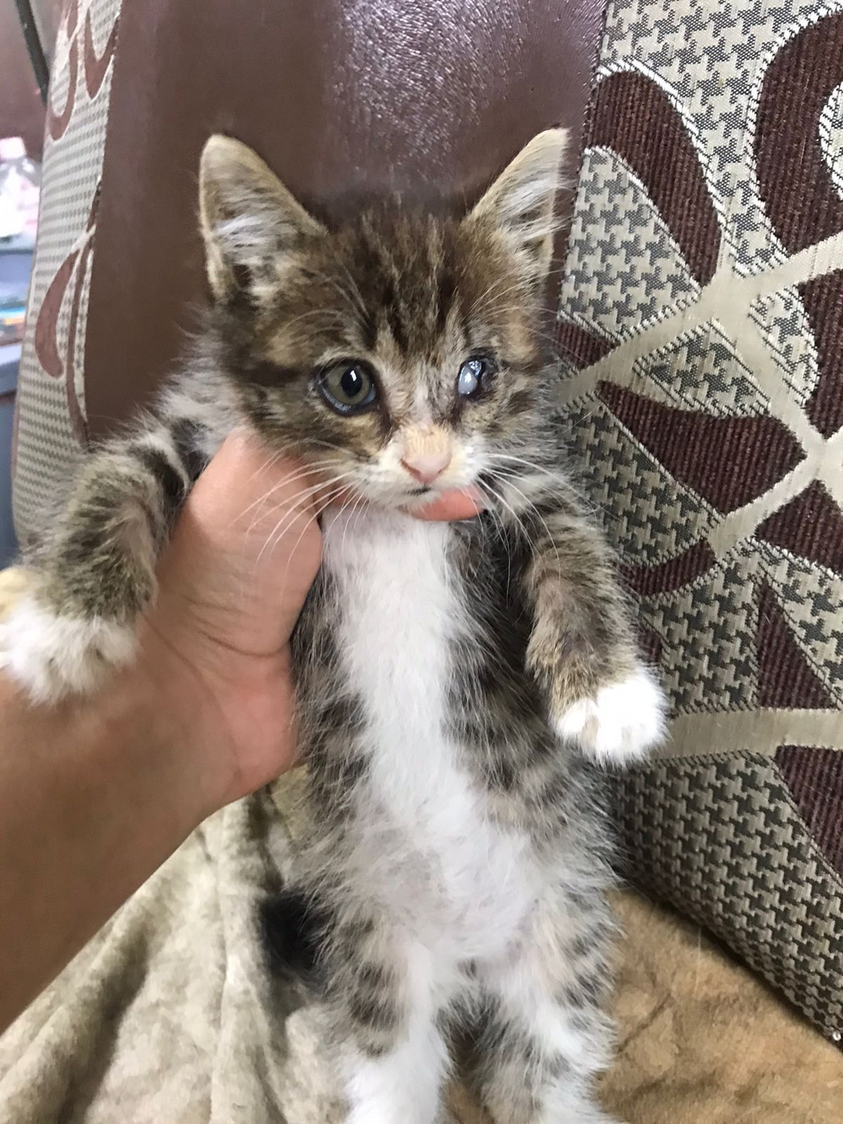 Котята кошка ищут семью и дом