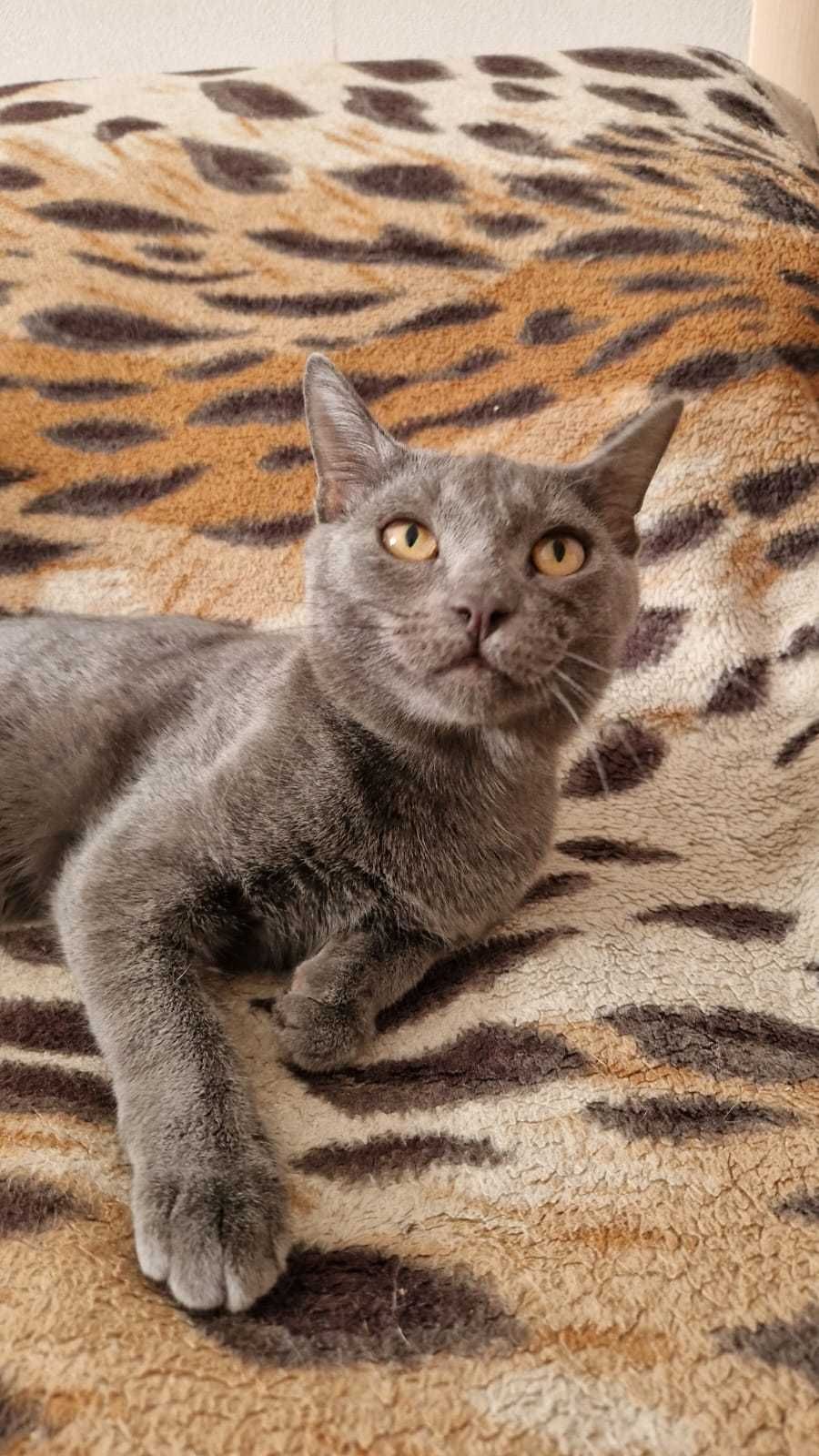 Котенок-мальчик Мики ищет дом и надёжных хозяев
