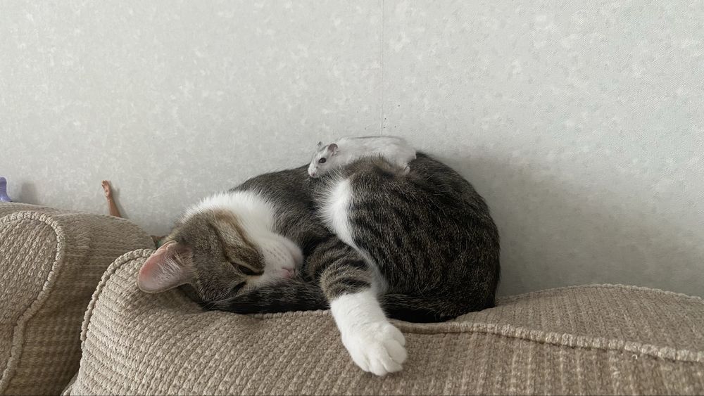 Отдам в хорошие руки кошечку
