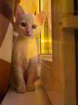 Котенок бесплатно в добрые руки