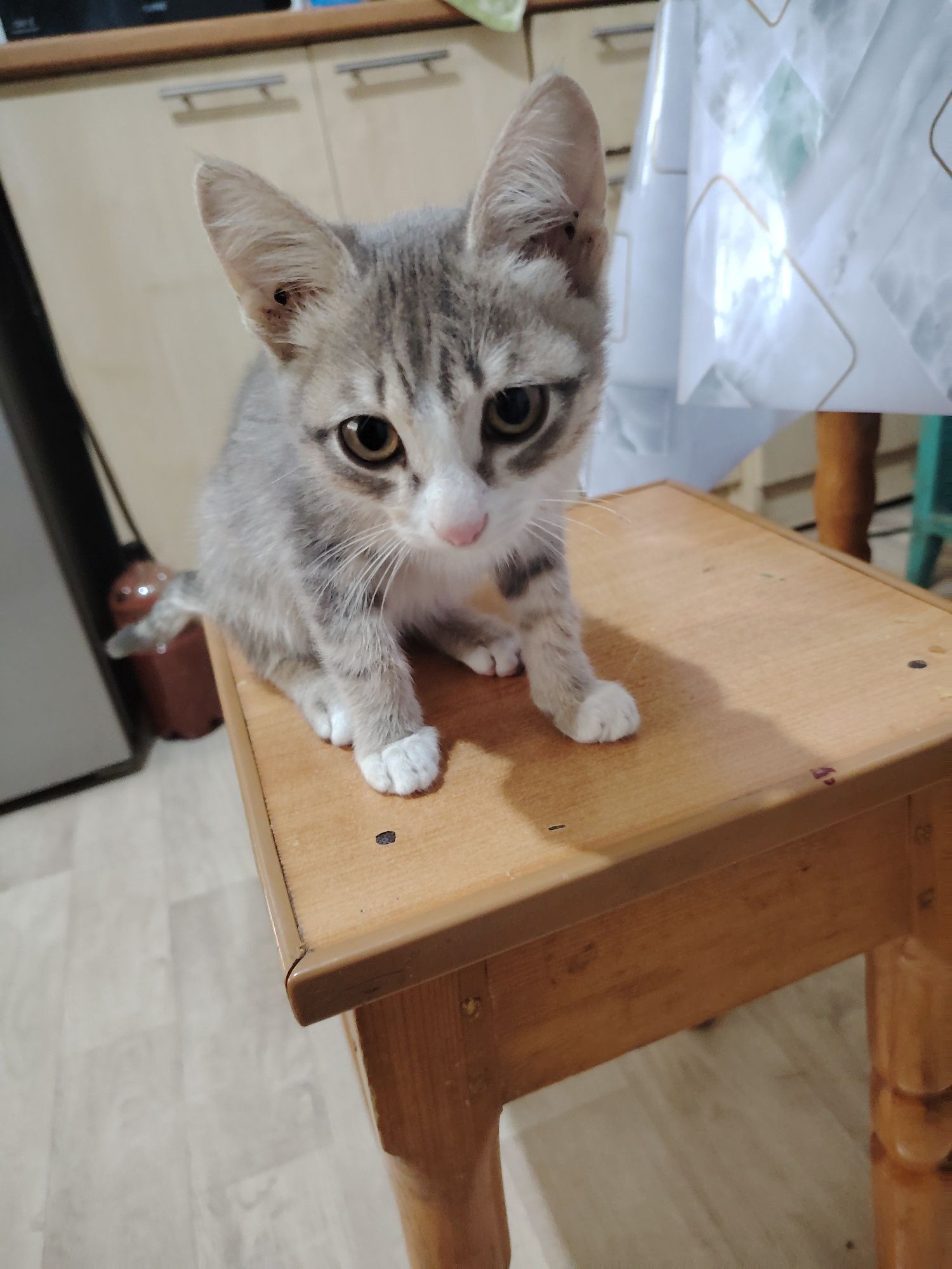 Отдам котят, мальчики, ухоженные, чистые, к лотку приучены