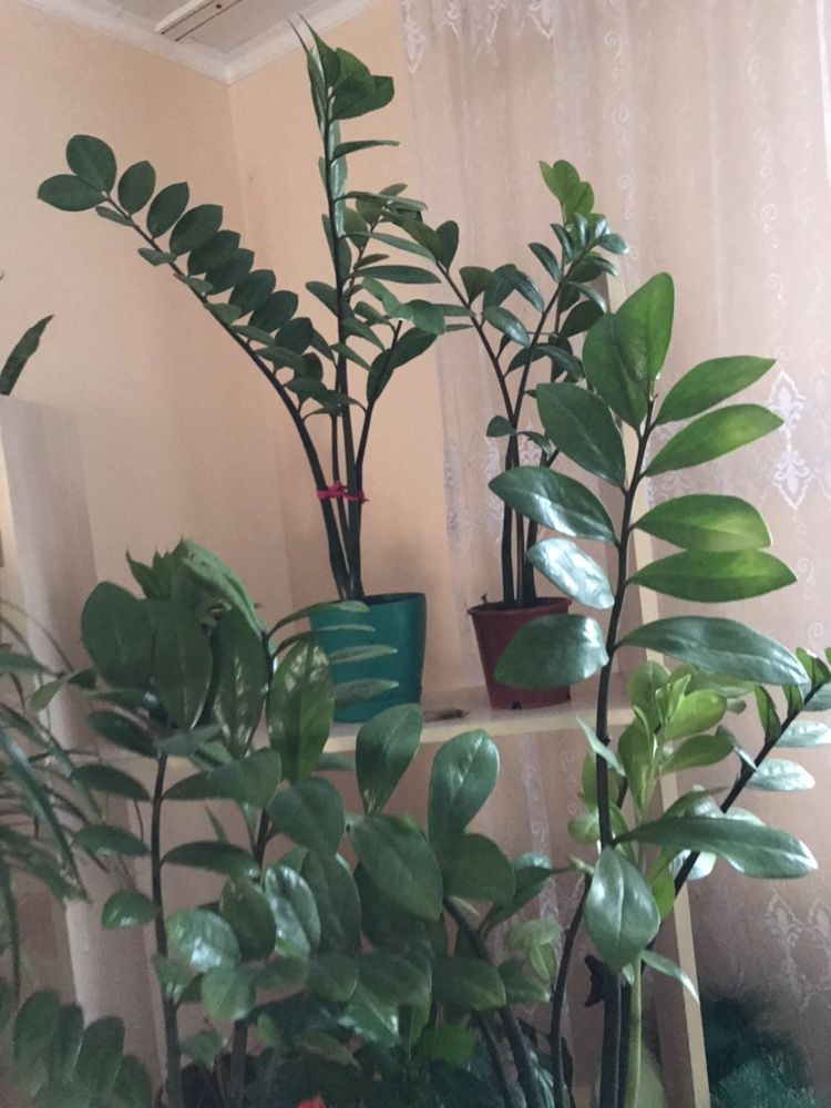 Продам долларовое дерево