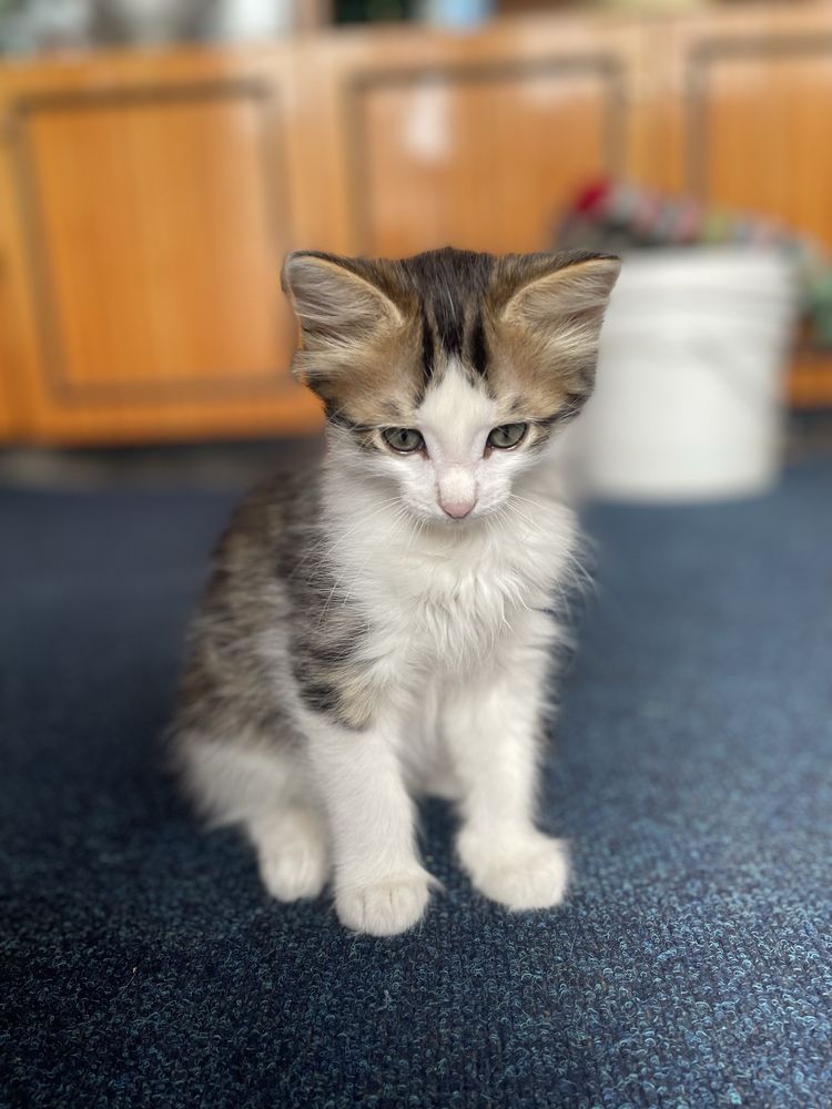 Отдам котят в добрые руки