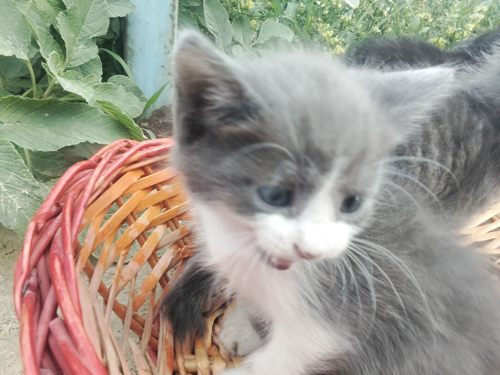 Марғау,мысық,котята даром. Тегін