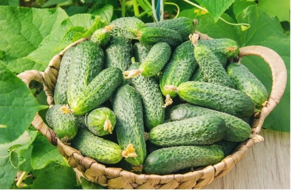 Продам домашние огурцы