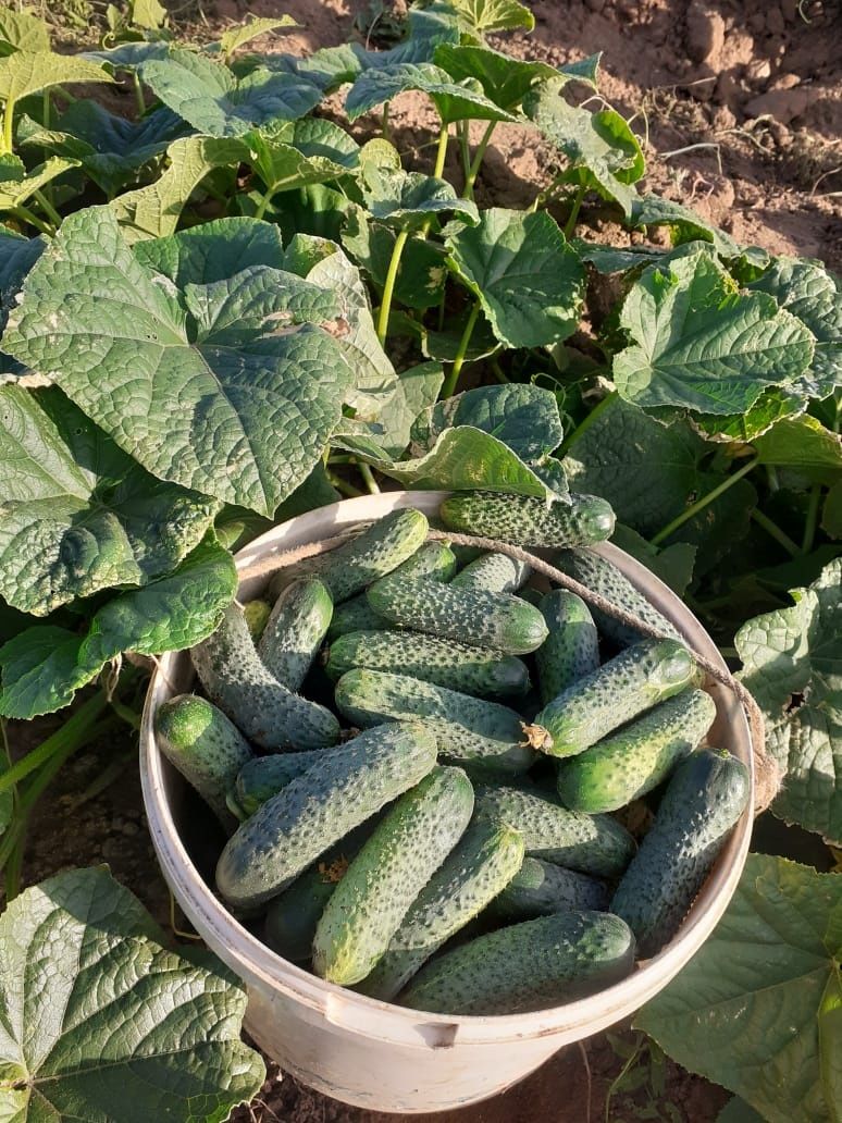 Продам домашние огурцы!
