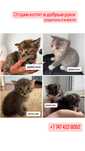 Отдам Котят в добрые руки