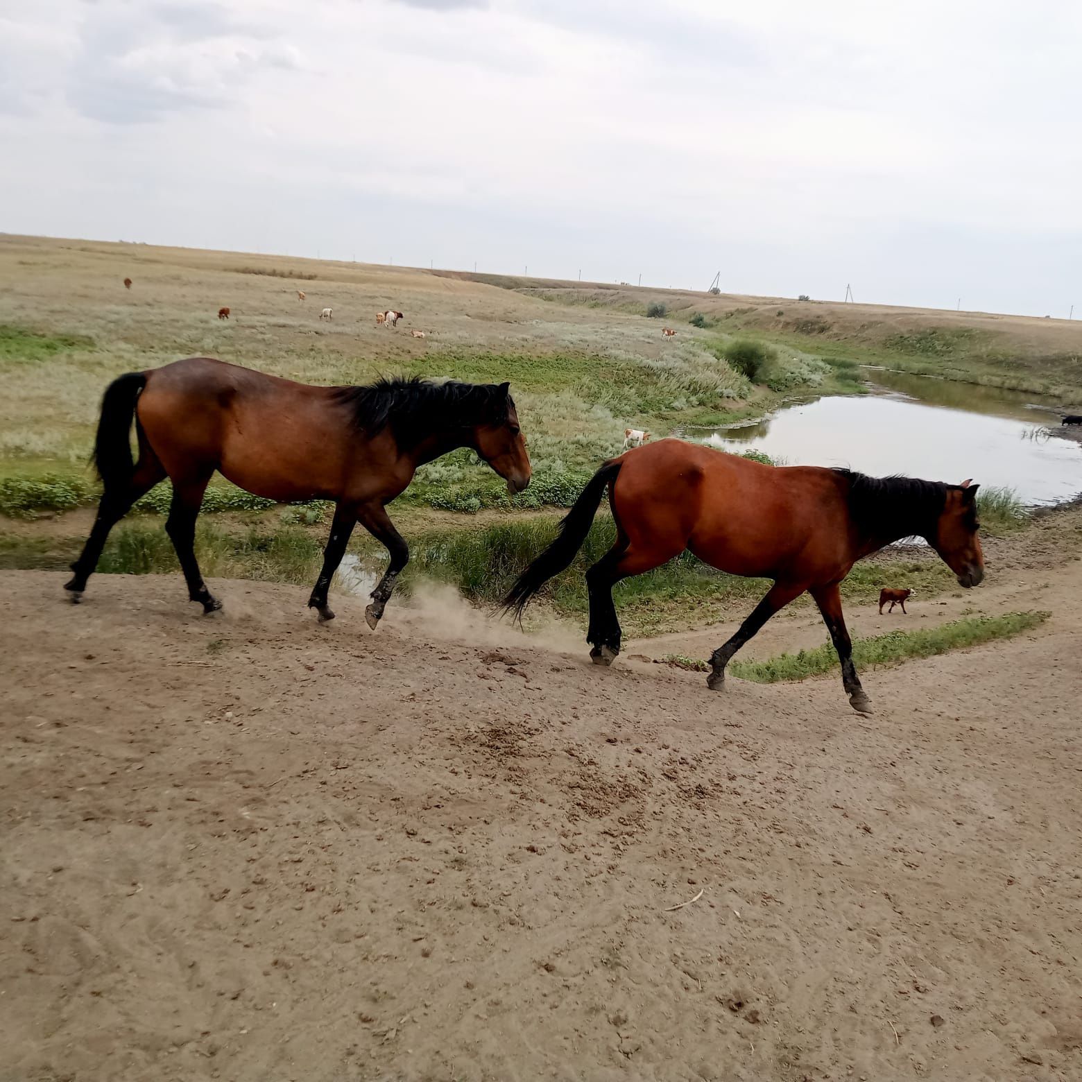 Продам кобылку и кобылу
