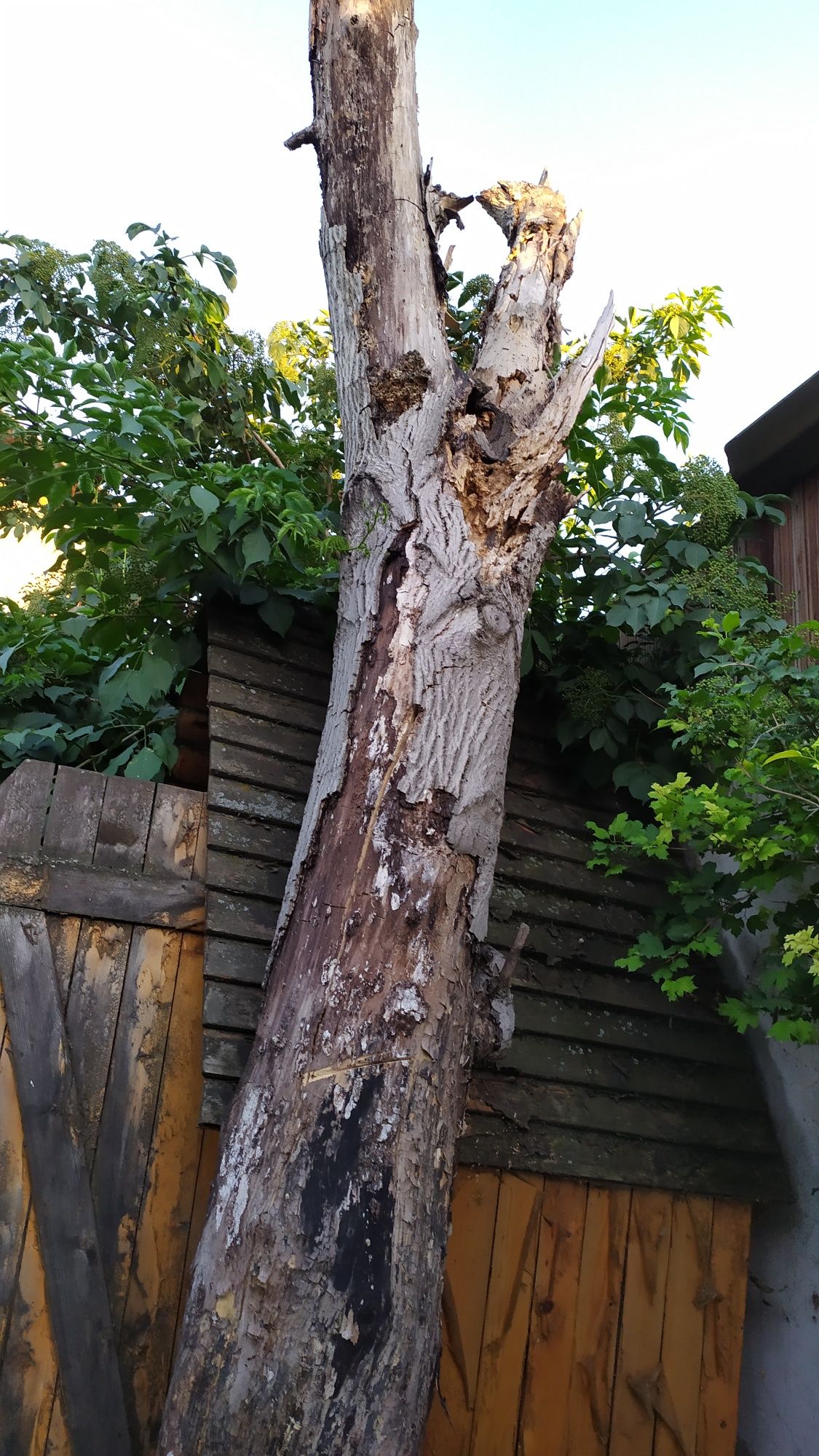 Сухой орех на дрова обмен