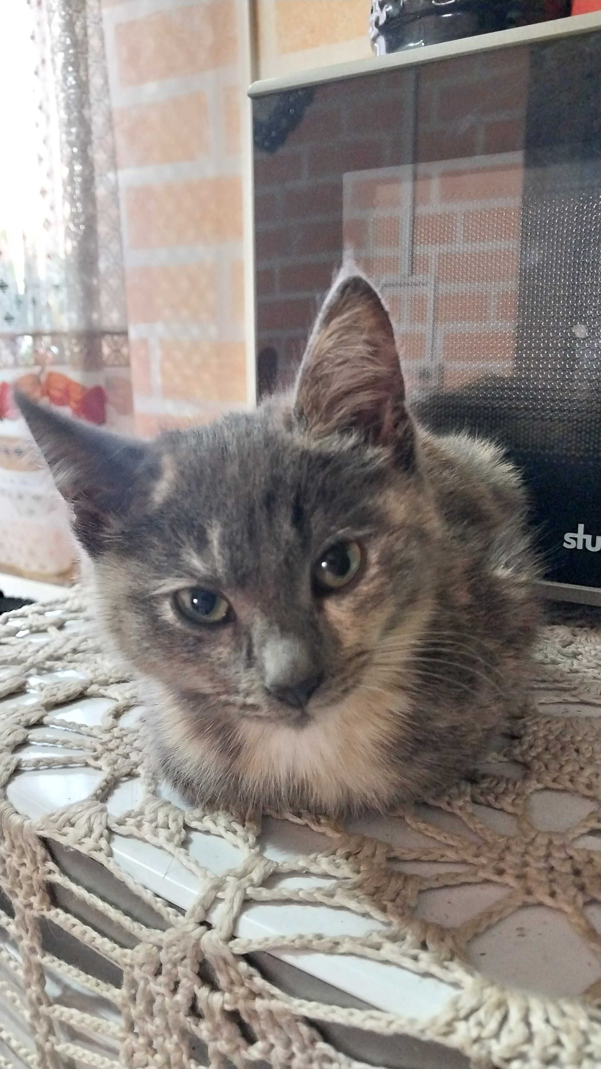 Отдадим котят в хорошие руки