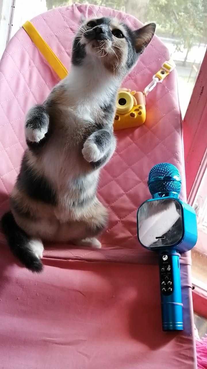 Деньги пойдут для бездомных котов.
