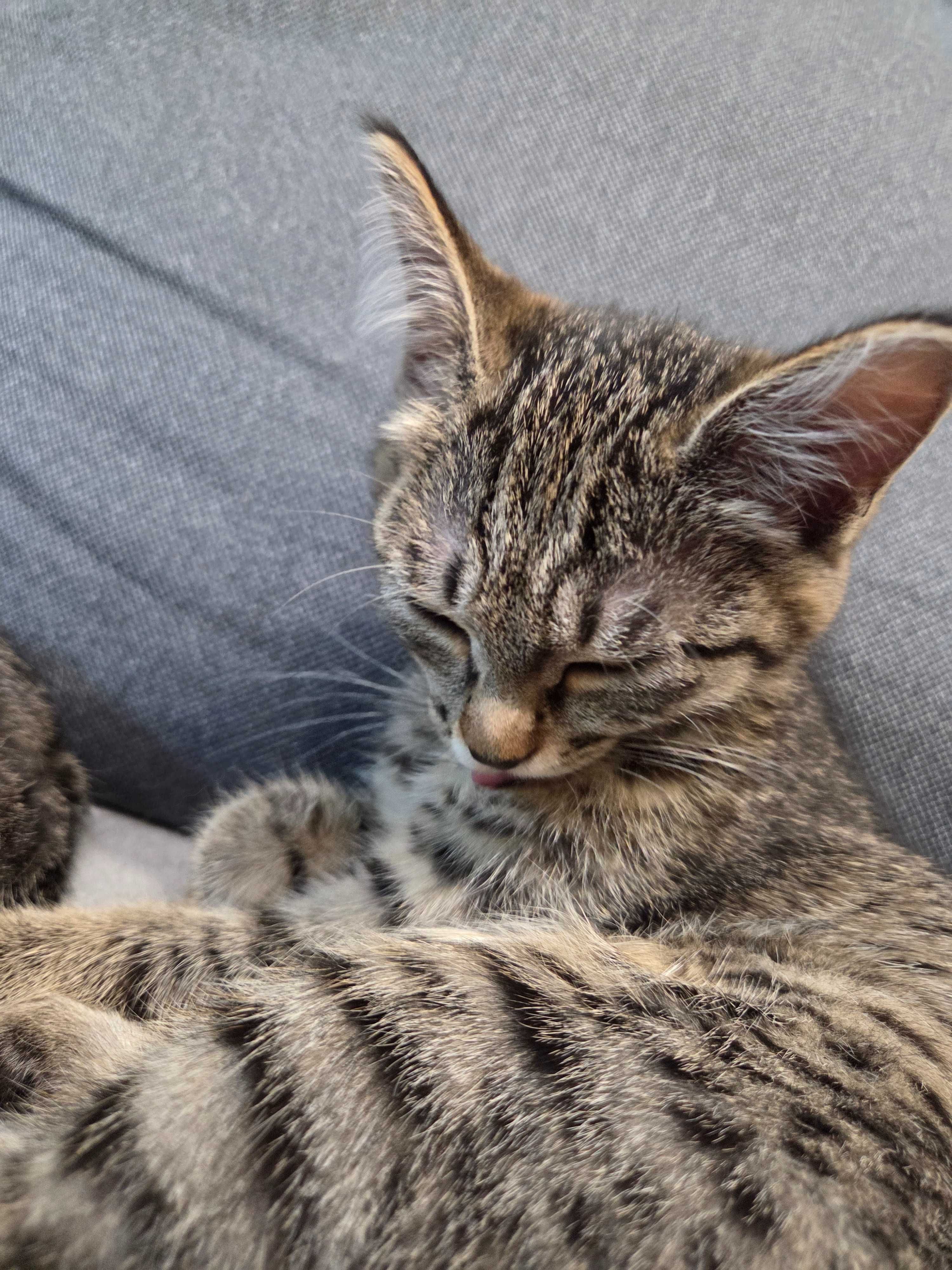 Милые и смешные котята