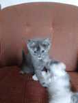 Котенок в хорошие руки бесплатно
