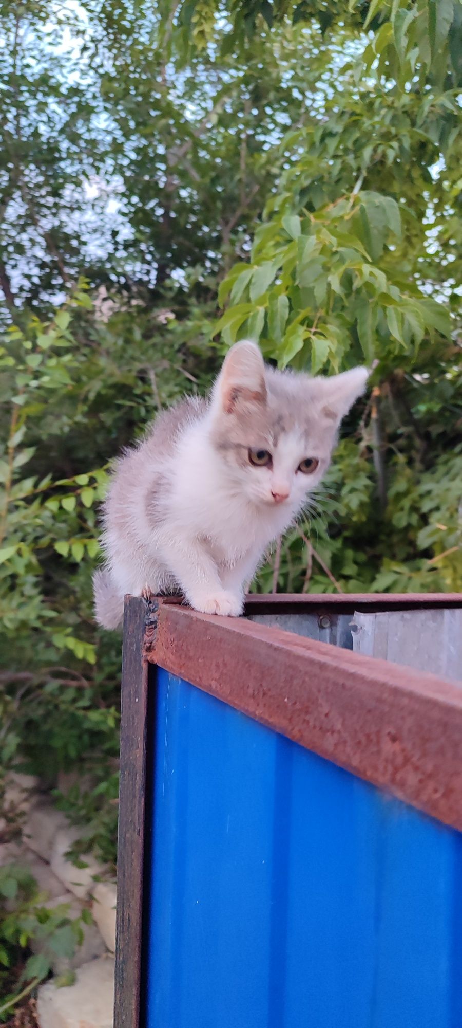 Отдам в добрые руки ласковую кошечку!