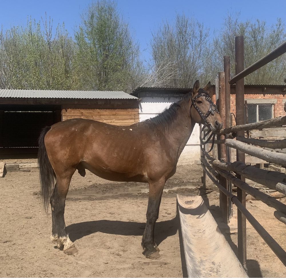 Продам жеребца/ айғыр сатамын. Жеребец. Айғыр.