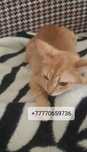Молодой котик, мальчик