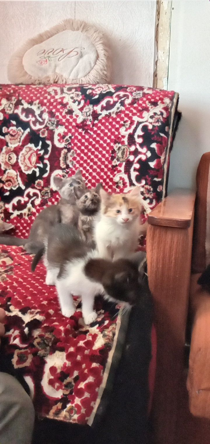 Отдам котят в хорошие руки