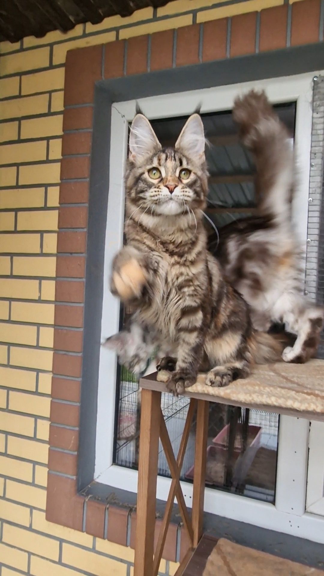 Мейн-кун котенок Оливия.