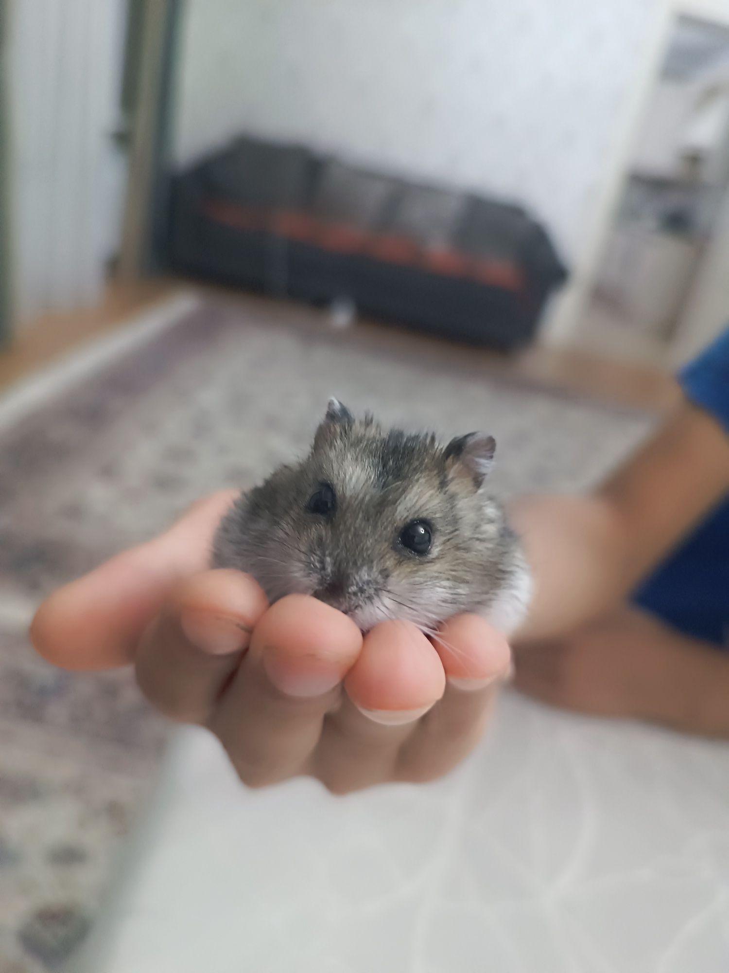 Джунгарский хомяк