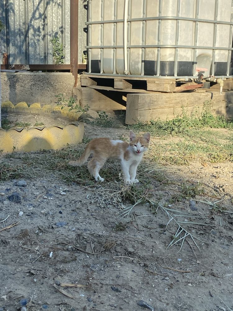 Бесплатно в добрые руки котята