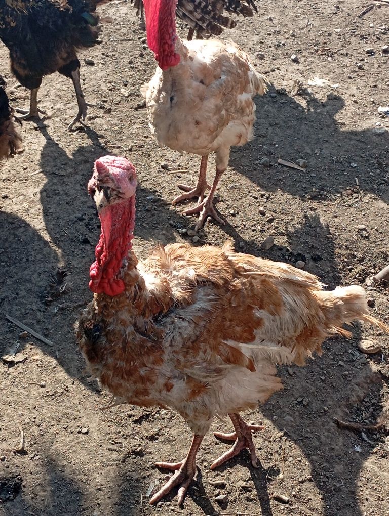 Продам индюков.Самцы