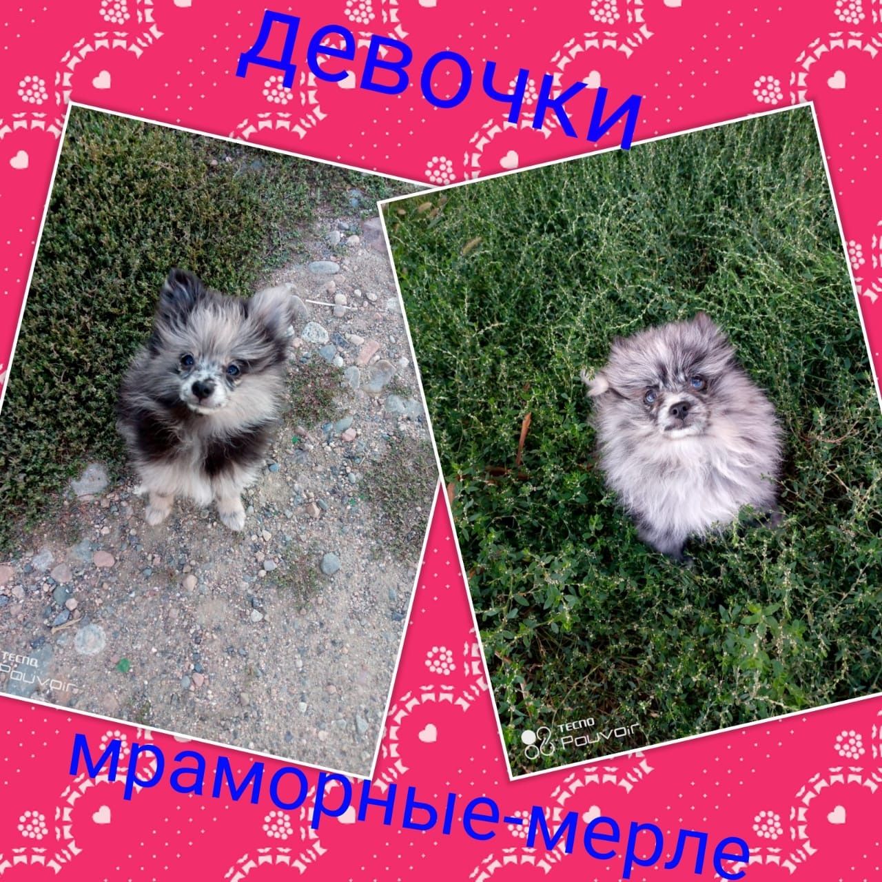 Девочки померанского шпица мини.Возраст 3 мес.Окрас Мерль-Мраморные