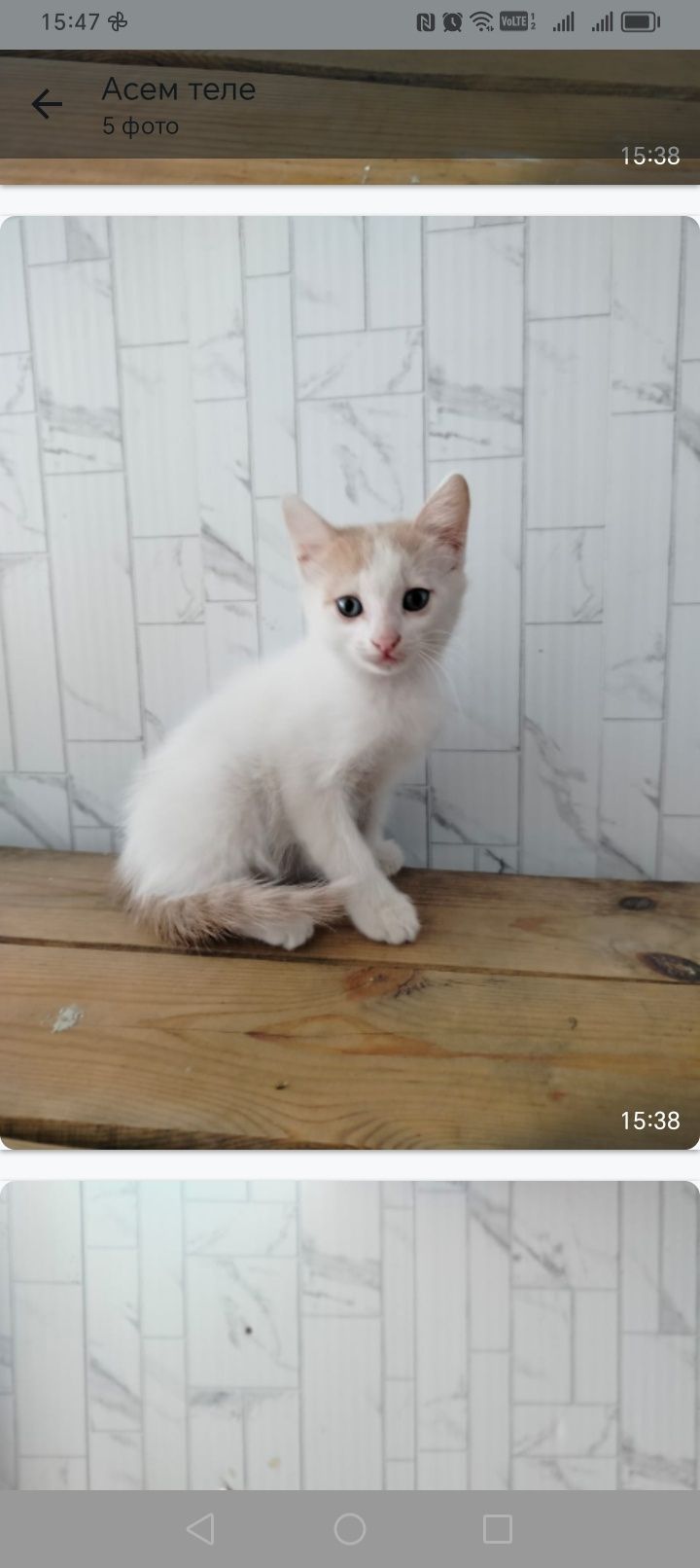 Продам домашних котят