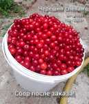 Черешня спелая вкусная