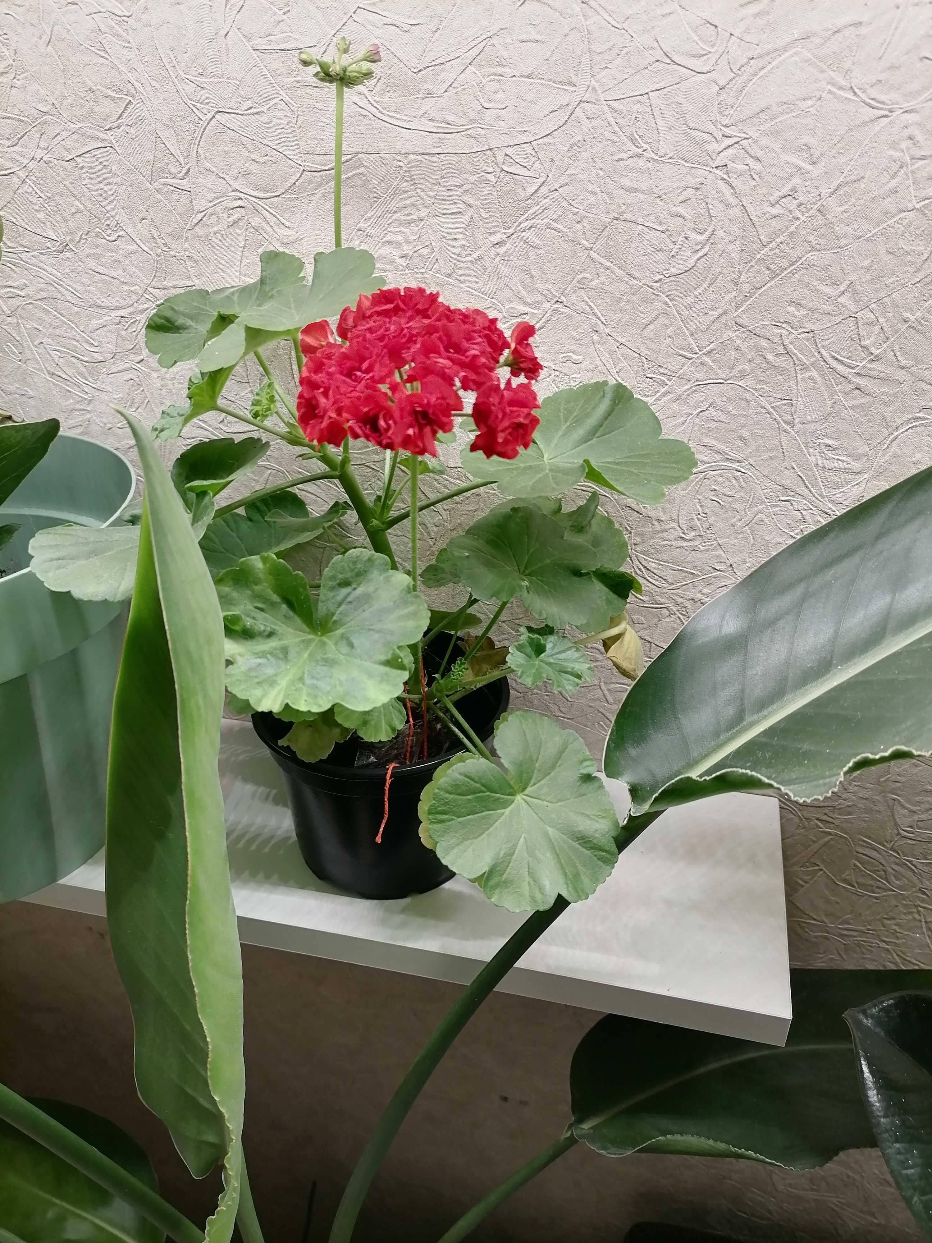 Пеларгония, каллизия, бегония, педилантус, гипоэстэс, катарантус