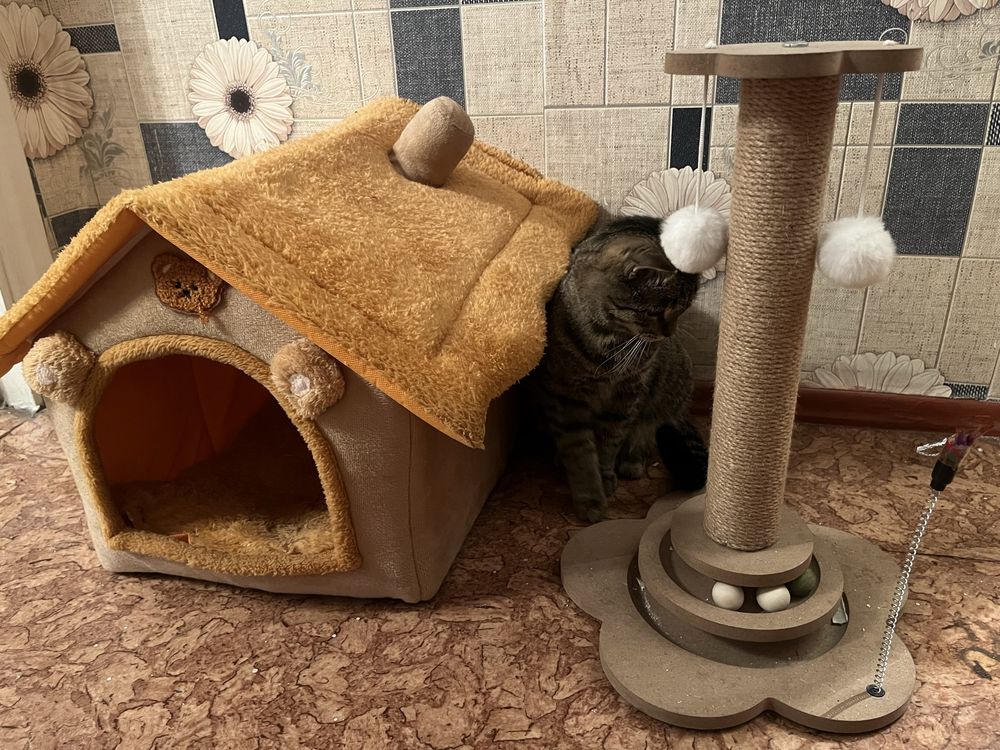 Кот в добрые руки