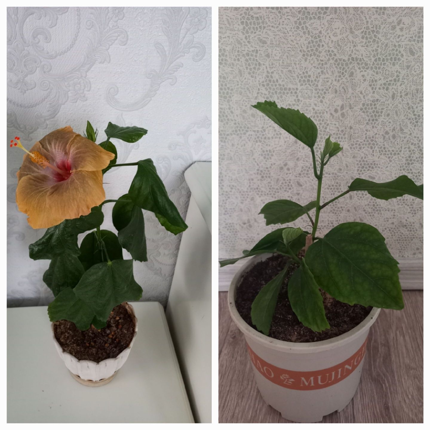 Продам гибискус .