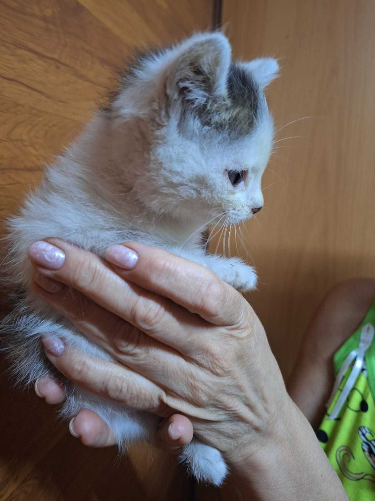 Ваши маленькие друзья