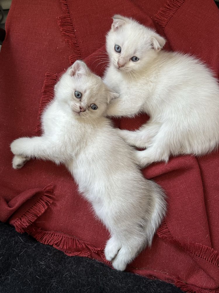 Шотладские вислоухие котята